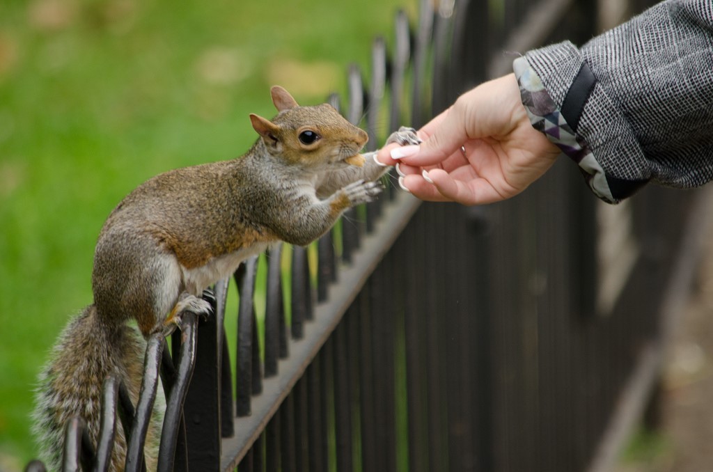 Ardilla en un parque de Londres