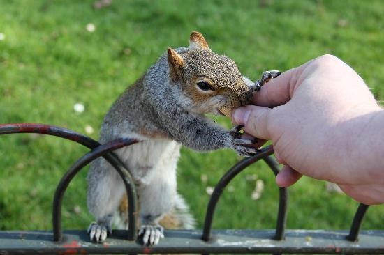 Ardilla en St Jame´s Park, Londres