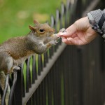 Ardilla en un parque de Londres